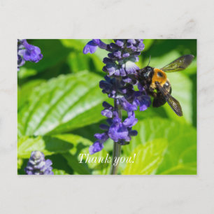 Postale Bourdon sur sauge Carte de remerciement