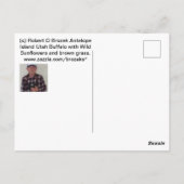 Postale Buffle sur l'île Antelope dans l'Utah Carte postal (Dos)