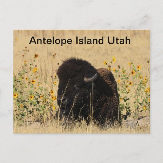 Postale Buffle sur l'île Antelope dans l'Utah Carte postal (Devant)