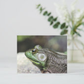 Postale Bullfrog Thoughts Photographie de la nature Carte (Debout devant)