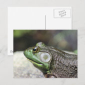 Postale Bullfrog Thoughts Photographie de la nature Carte (Devant / Derrière)