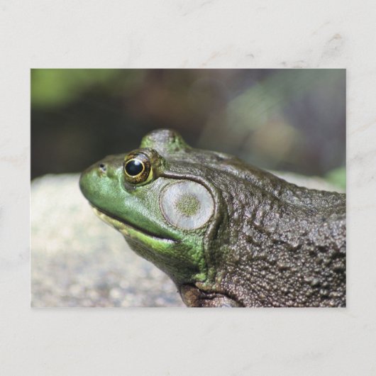 Postale Bullfrog Thoughts Photographie de la nature Carte (Devant)