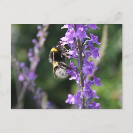 Postale Bumble Bee Collecte Carte de poste de pollen (Devant)