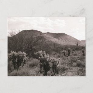 Postale Cactus du désert Sauts Cholla B&W Photo Carte post