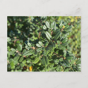 POSTALE CALIFORNIE COULEURS NATIVES : OCTOBRE CARTE POSTAL