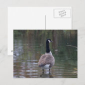 Postale Canada Goose debout en eau peu profonde Carte post (Devant / Derrière)