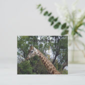 Postale Candy la girafe, Carte d'anniversaire (Debout devant)