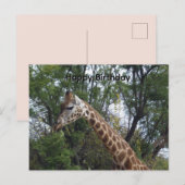 Postale Candy la girafe, Carte d'anniversaire (Devant / Derrière)
