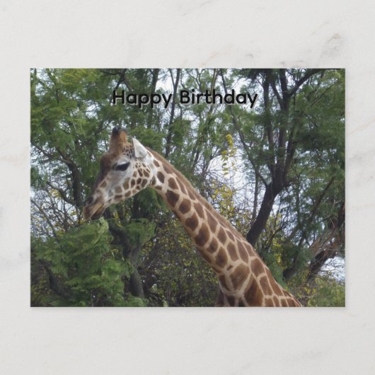 Postale Candy la girafe, Carte d'anniversaire (Devant)