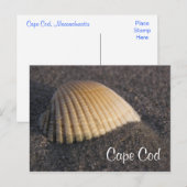 Postale Cape Cod Seashell sur la carte de poste de plage (Devant / Derrière)