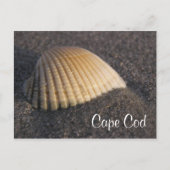 Postale Cape Cod Seashell sur la carte de poste de plage (Devant)