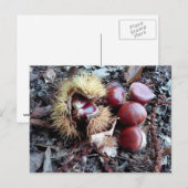 Postale Carte à châtaignes (Devant / Derrière)