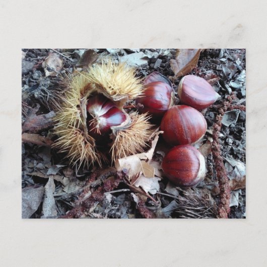 Postale Carte à châtaignes (Devant)