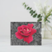 Postale Carte Black White Red Rose (Debout devant)
