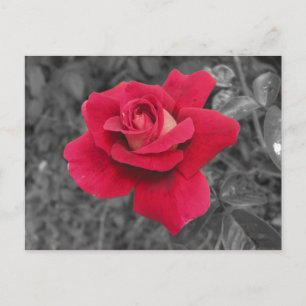 Postale Carte Black White Red Rose