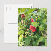 Postale Carte blanche aux baies rouges (Devant / Derrière)