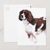Postale Carte Brown et blanc Springer Spaniel (Devant / Derrière)