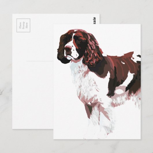 Postale Carte Brown et blanc Springer Spaniel (Devant / Derrière)