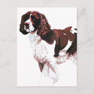 Postale Carte Brown et blanc Springer Spaniel