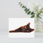 Postale Carte Cat (Debout devant)
