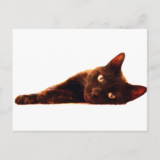 Postale Carte Cat (Devant)