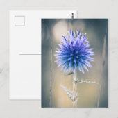 Postale Carte Chardon bleu (Devant / Derrière)