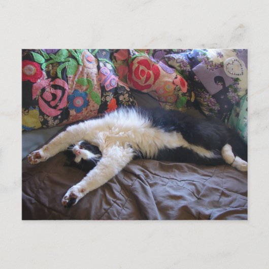 Postale Carte Chat Smoking élégant faisant une Vague Mexic (Devant)