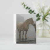 Postale Carte cheval sous la pluie (Debout devant)