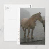 Postale Carte cheval sous la pluie (Devant / Derrière)