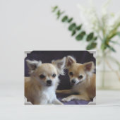 Postale Carte Chihuahua humour (Debout devant)