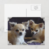 Postale Carte Chihuahua humour (Devant / Derrière)