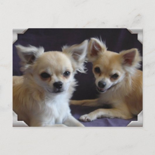 Postale Carte Chihuahua humour (Devant)
