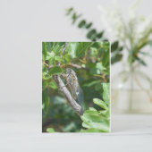 Postale Carte cigale (Debout devant)