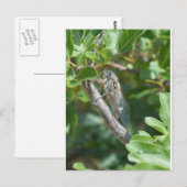 Postale Carte cigale (Devant / Derrière)