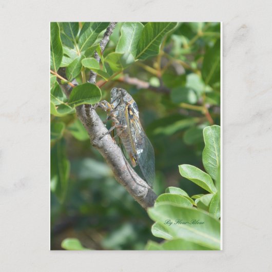 Postale Carte cigale (Devant)