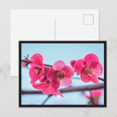 Postale Carte Cognassier du Japon (Devant / Derrière)