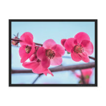 Carte Cognassier du Japon