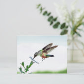 Postale Carte Colibri (Debout devant)