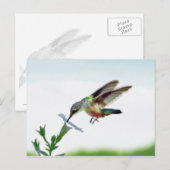 Postale Carte Colibri (Devant / Derrière)