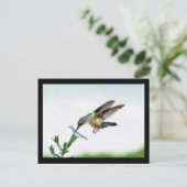 Postale Carte Colibri encadrée (Debout devant)