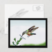 Postale Carte Colibri encadrée (Devant / Derrière)