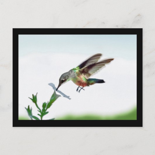 Postale Carte Colibri encadrée (Devant)