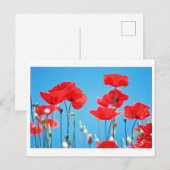 Postale Carte Coquelicots de Provence (Devant / Derrière)