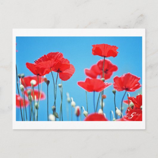 Postale Carte Coquelicots de Provence (Devant)