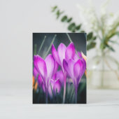 Postale Carte Crocus (Debout devant)