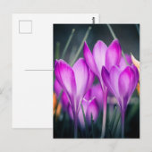 Postale Carte Crocus (Devant / Derrière)