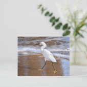 Postale Carte d'aigrette blanche de plage carte de note de (Debout devant)