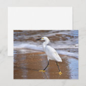 Postale Carte d'aigrette blanche de plage carte de note de (Devant / Derrière)