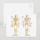 Postale Carte d'anatomie marquée du squelette humain (Devant / Derrière)