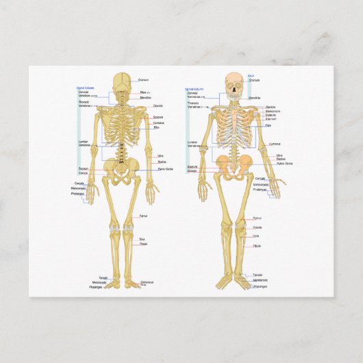 Postale Carte d'anatomie marquée du squelette humain (Devant)